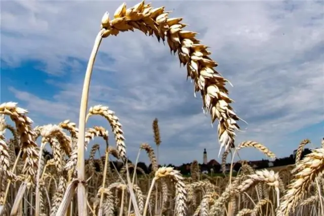 Одомашненная пшеница имеет сложное происхождение: дикая и культивируемая пшеница из юго-восточного Средиземноморья и Турции скрещивалась во время одомашнивания