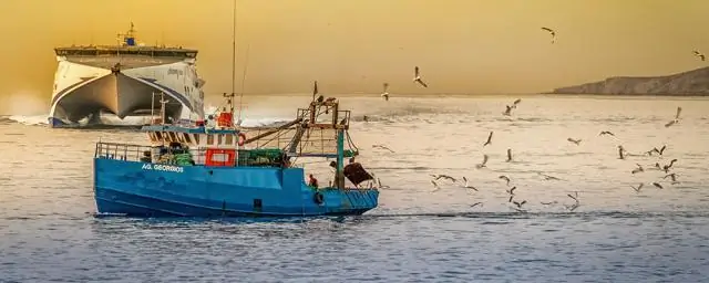 Большие морские парки могут спасти акул от угрозы перелова