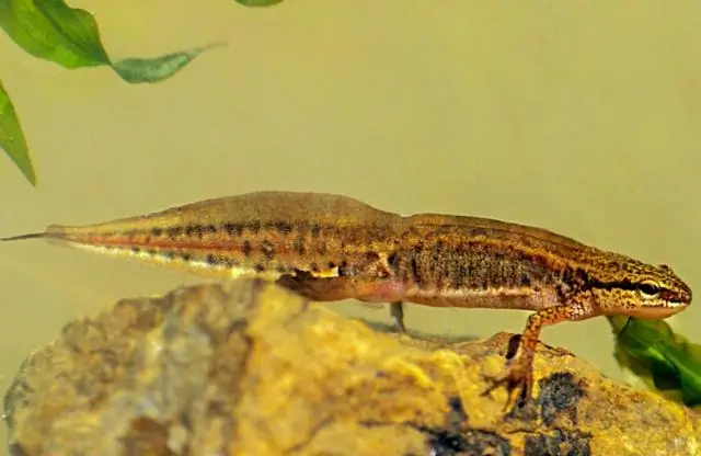 Сокращение загрязнения автомобильным транспортом может помочь растениям вырасти