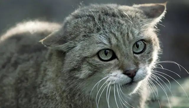 Смена сорта винограда может помочь спасти винодельческие регионы мира