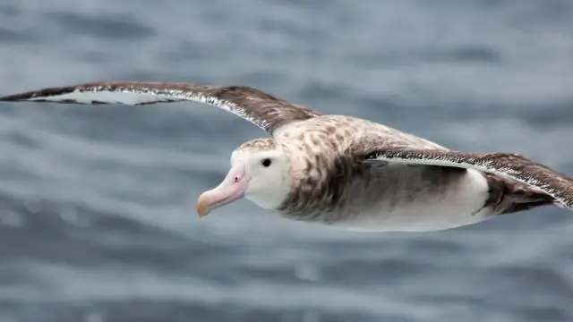Насколько распространен незаконный промысел? Альбатросы помогают нам с ответом