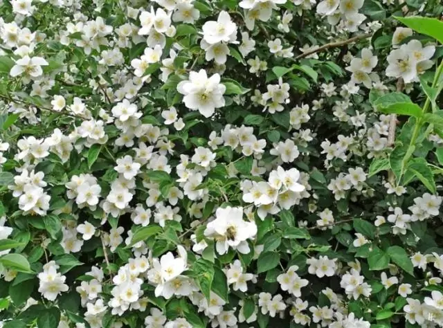 Отбивая жару в живых крыльях бабочек