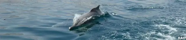Почему бычок может покорить воды мира