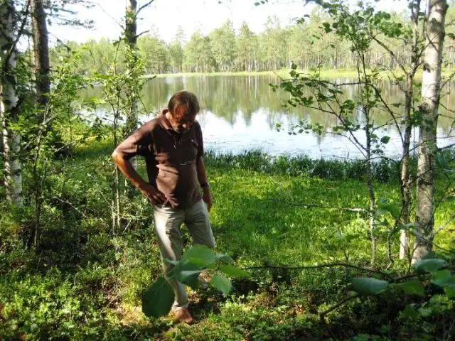 Леса оправляются от жуков, но лоси и олени замедляют восстановление