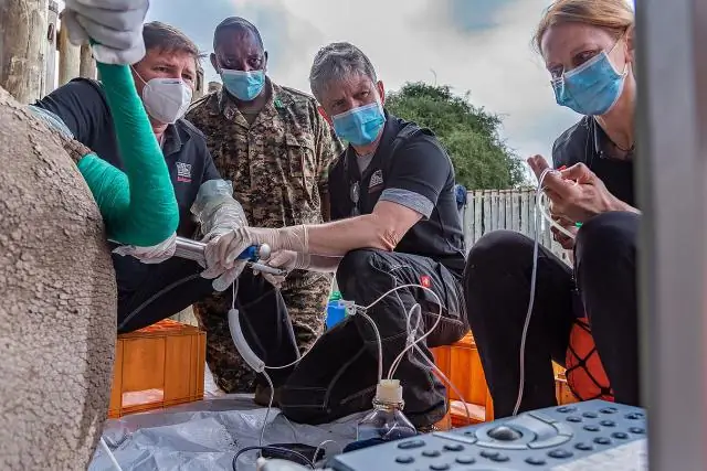 Сбор ооцитов и создание эмбрионов у южных белых носорогов