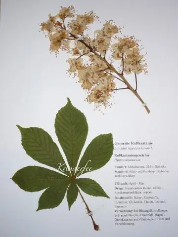 Редкая картина, наблюдаемая у мигрирующих обыкновенных стрижей