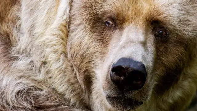 Самое большое снижение выбросов углекислого газа: данные в режиме реального времени показывают огромное влияние COVID-19 на глобальные выбросы