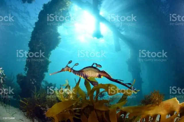 Геномика Weedy Seadragon показывает очень разные популяции