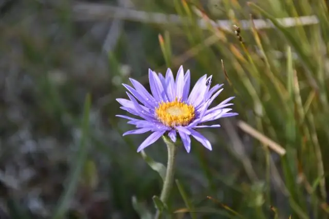 Восприятие хищников: понимание того, как растения «чувствуют» нападение травоядных