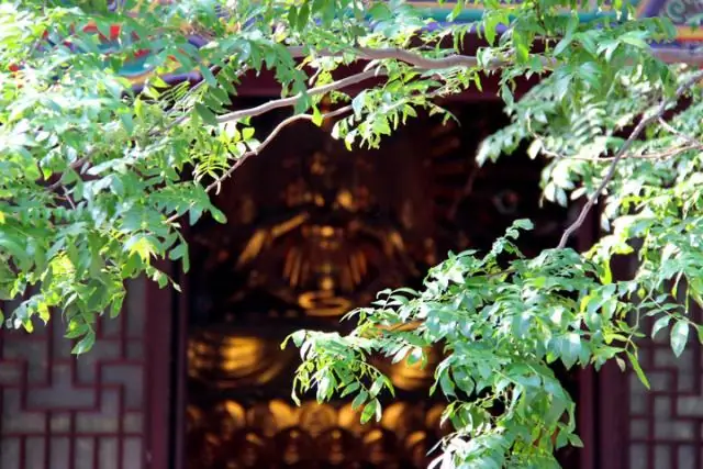 Использование силы белков в наших клетках для борьбы с болезнями