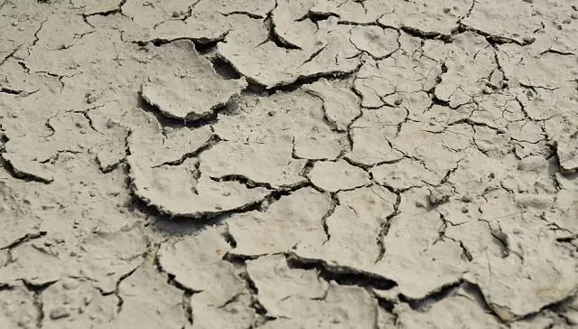 Не только CO2: повышение температуры также влияет на фотосинтез в меняющемся климате