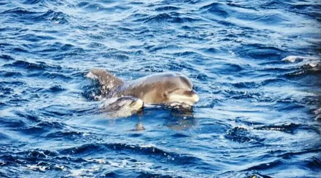 Риск прилова дельфинов и морских свиней в глобальном маломасштабном рыболовстве