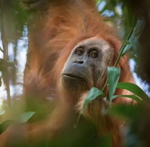 Новый вид предка человека назван: Homo bodoensis