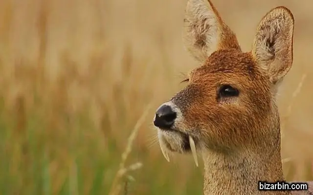 Исследование показало, что рыба трется о своих хищников - акулы: исследователи предполагают, что это поведение играет большую экологическую роль, чем считалось ранее