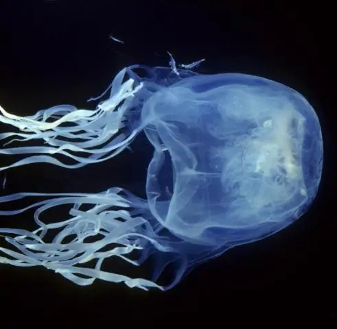 Ядовитая австралийская актиния может привести к спасительным лекарствам: 84 потенциальных токсина находятся в щупальцах, кишечнике и теле австралийской актинии, обитающей на рифах