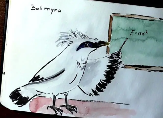 Умные птицы могут жить лучше в условиях изменения климата: исследование впервые напрямую связывает когнитивные способности с физической реакцией на потепление