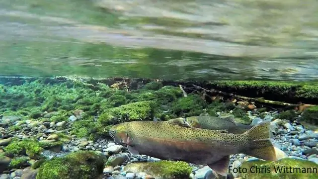 Турбулентность от нереста рыбы поддерживает здоровую циркуляцию в прибрежных водах