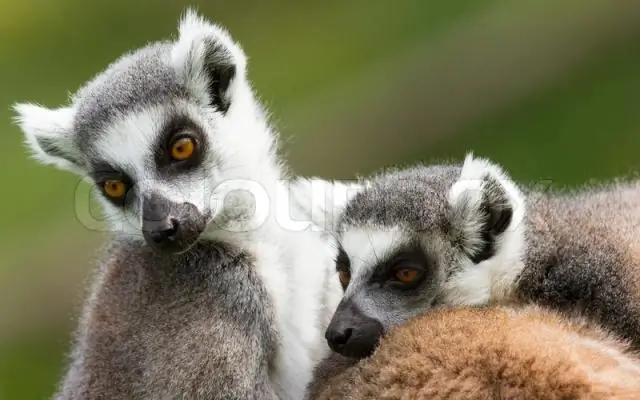 Captive Lemurs отправятся на Мадагаскар 17 октября для первого выпуска в дикую природу
