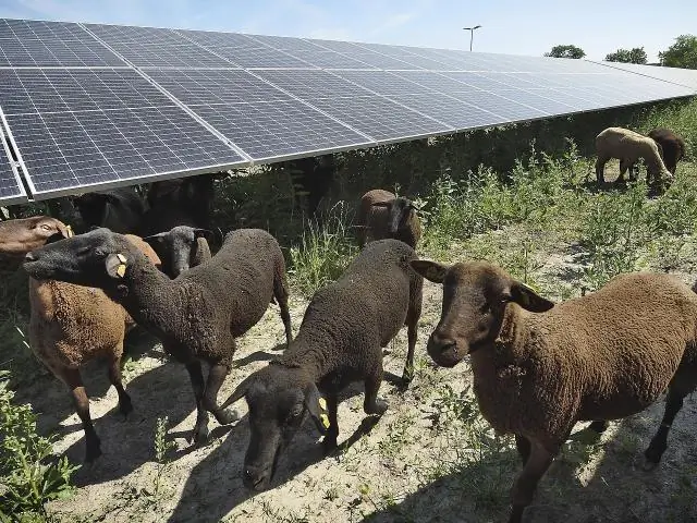 Кошение и выпас высокотравных прерий увеличивает видовое разнообразие