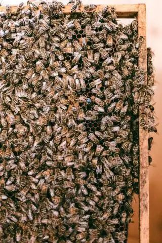 Куда делись все медоносные пчелы? UD 'Bee Guy' спрашивает, почему - от Америки до Амазонки