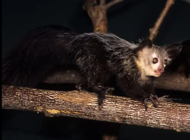Duke Primate Center успешно воспитывает таинственных Ай-Ай