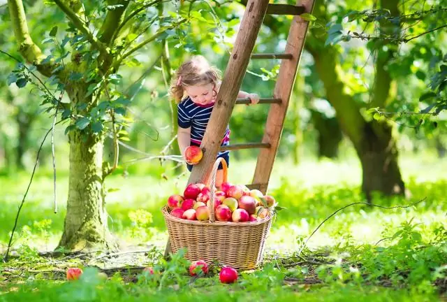 Укоренение: как растения знают, как это делать