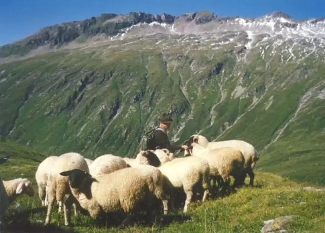 Размножение перелетных певчих птиц связано с зимней средой обитания