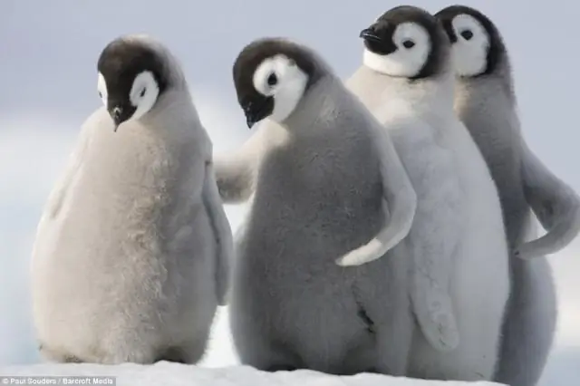 Капсула времени Frozen Time из Антарктиды прибыла в МГУ
