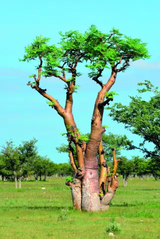 Эволюция вместе с вирусами влияет на восприимчивость к инфекциям в будущем: исследования показывают, что плодовые мушки, эволюционировавшие вместе с вирусами, имеют большую генетическую изменчивость, 