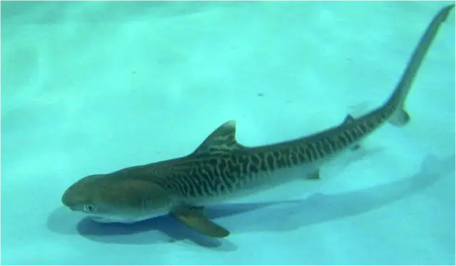 Детеныш тигровой акулы поедает певчих птиц: анализ ДНК акульей блевотины говорит ученым, каких птиц поедают акулы