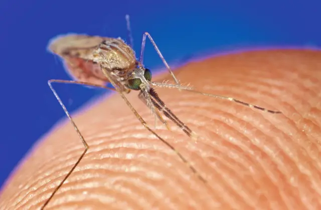 Трансгенный грибок быстро убил малярийных комаров в западноафриканском исследовании: технология может безопасно сократить популяции малярийных комаров, включая штаммы, устойчивые к инсектицидам