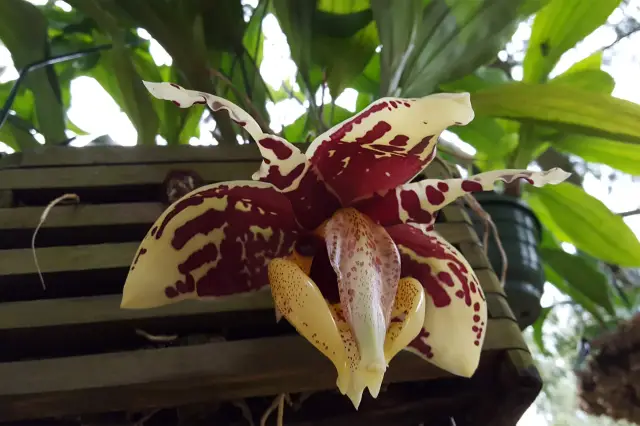 Реакция муравьев на нарушение естественной среды обитания многое говорит нам об их эволюции: исследователь призывает к общей схеме для анализа черт более чем 12 000 видов, выявленных во всем мире