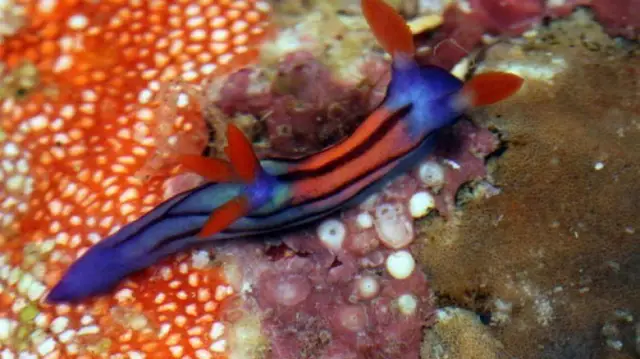 Два новых вида «прыгающих крыс с пинцетом» обнаружены на Филиппинах: неуловимые грызуны наконец-то обнаружены, когда ученые заменили приманку из арахисового масла дождевыми червями