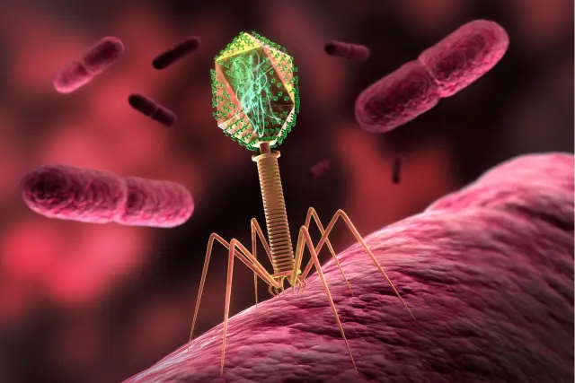 Просто фаг? Как хищники бактерий могут формировать микробиом кишечника: исследование показывает, что бактериофаги могут оказывать каскадное воздействие на микробиом и изменять уровни метаболитов с пос