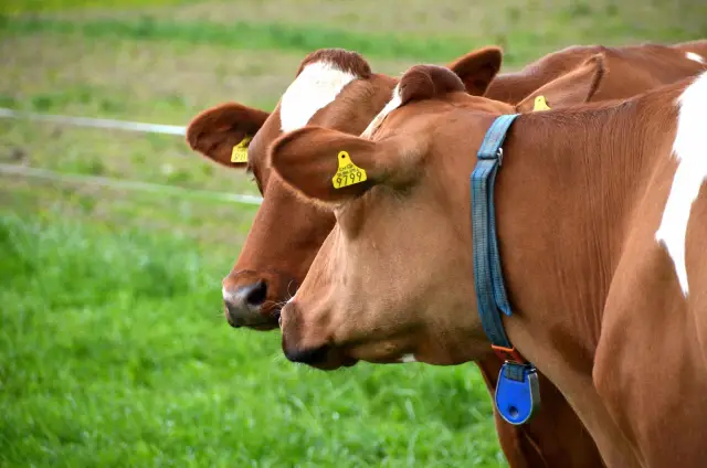 Геномный предупреждающий флаг как раз к пляжному сезону: токсины медуз: данные о последовательности генома трех видов медуз раскрывают эволюционные механизмы уникальных черт медуз и ядовитых токсинов