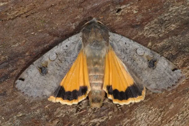 Гусеницы защищают от хищников липкие токсичные растения: личинка мотылька использует разрушающий укус и кислотную секрецию, чтобы обезвредить защиту своих пищевых растений