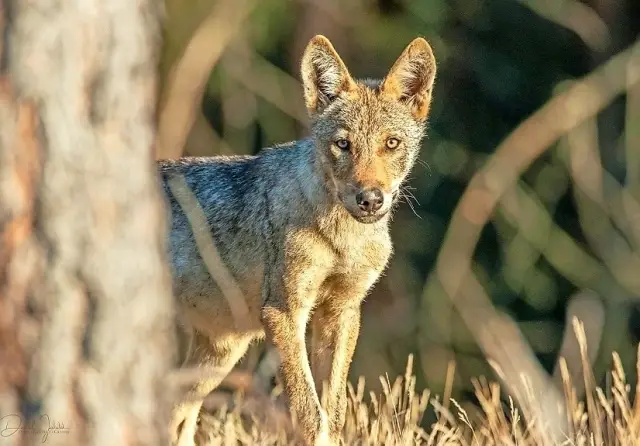 Страх хищников перед людьми распространяется среди диких сообществ, ободряя грызунов: крупные и средние хищники залегают на дно, а мыши «выходят поиграть», пока кошки нет дома