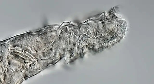 Транскрипты генов древнего волка, проанализированные после 14 000 лет пребывания в вечной мерзлоте: образец древнего псового дает первый взгляд на новую область палеотранскриптомики