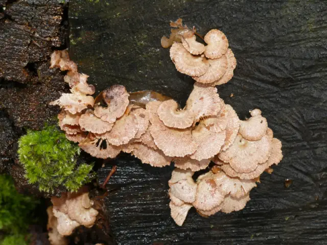 Обнаружен кровосос: первая медицинская пиявка в Северной Америке, описанная за более чем 40 лет: музейные коллекции показывают, что новая пиявка десятилетиями пряталась у всех на виду