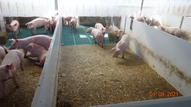 Ученые исследуют, как создаются различные жидкие органеллы в клетках: безмембранные органеллы, обнаруженные внутри клеток человека, выполняют множество важных биологических функций, от регуляции генов