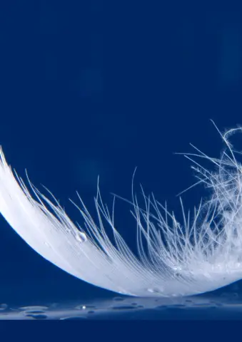 «Супермамы» морских слонов производят большую часть популяции, исследование показало: высокий уровень смертности молодых морских слонов означает, что самки-долгожители доминируют в репродуктивной прод