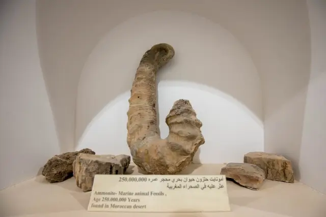 Редкая окаменелость возрастом 10 миллионов лет открывает новый взгляд на эволюцию человека: новое исследование обезьяноподобного таза предполагает, что человеческие предки могли быть не такими, как со