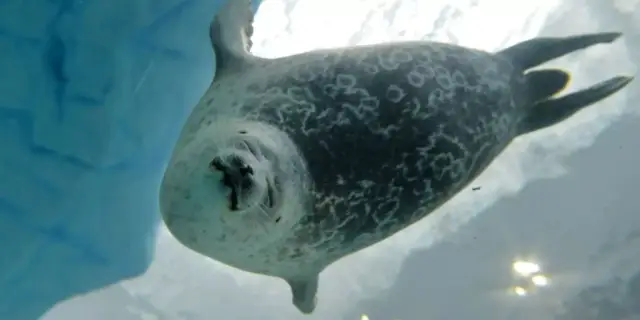 Прошлогодний экстремальный снегопад уничтожил размножение арктических животных и растений: изменение климата влияет на экосистемы не только за счет потепления, но и за счет более экстремальных погодны