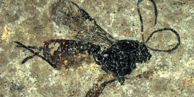 Ученые открывают новые виды богомолов, имитирующих осу: перуанский богомол представляет собой первый известный пример вида богомола, явно имитирующего осу