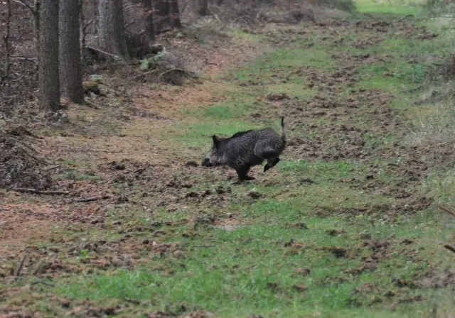 Масштабное облесение африканских саванн уничтожит ценные экосистемы: африканские ученые рассказали о глобальных планах посадить деревья на своем континенте, чтобы бороться с изменением климата