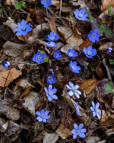 Вместе с &Ouml;tzi the Iceman: изобилие древних мхов и печеночников: замороженная флора содержит ключи к древней экосистеме Альп и к последнему путешествию Iceman
