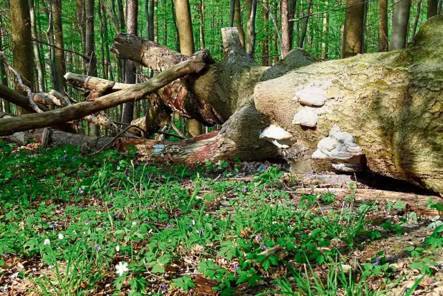 Исследование океанического «черного углерода» раскрывает тайну глобального углеродного цикла: новая методика неожиданно обнаруживает, что черный углерод в реках и океанах значительно различается