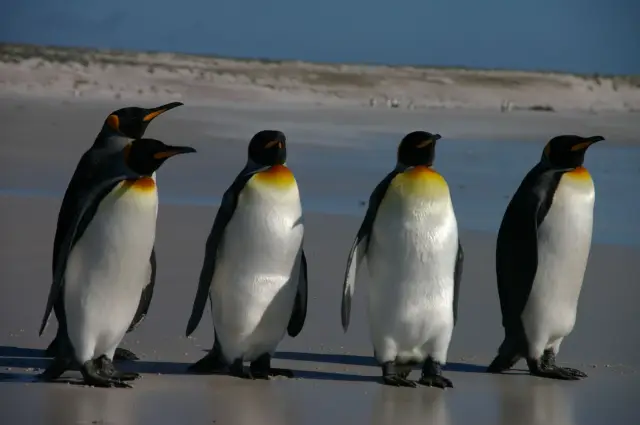 Новая клиновидная окаменелость дает дальнейшее разрешение бауплана вымерших гигантских пингвинов: Новая клиновидная окаменелость с северного острова Новой Зеландии дает дальнейшее разрешение бауплана 