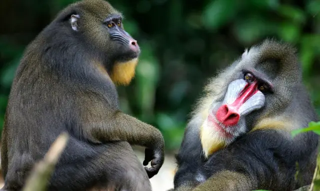 Fossil предполагает, что обезьяны Старого Света двигались в противоположных направлениях от общего предка: совместное исследование тазобедренных суставов может помочь объяснить, почему обезьяны, люди 