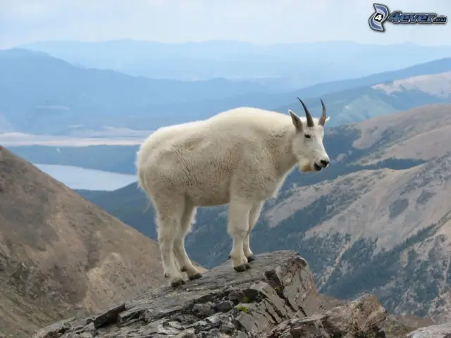 Кондиционирование горных коз выходит из строя, говорится в исследовании: легендарные горные козлы Национального парка Глейшер ищут исчезающие участки снега, где они охлаждаются и сокращают свое дыхани